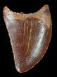 Serrated, Juvenile Carcharodontosaurus Tooth #55749-1